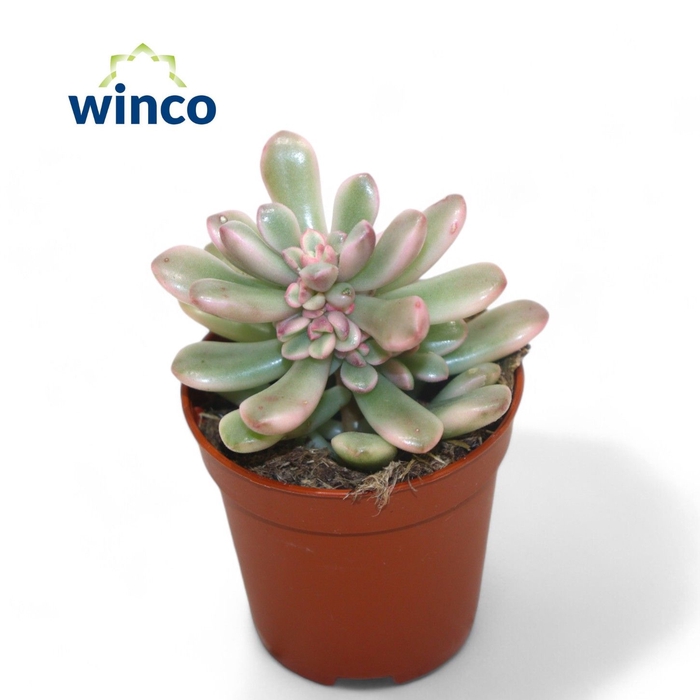 <h4>Sedum Rubrotinctum Variegata</h4>