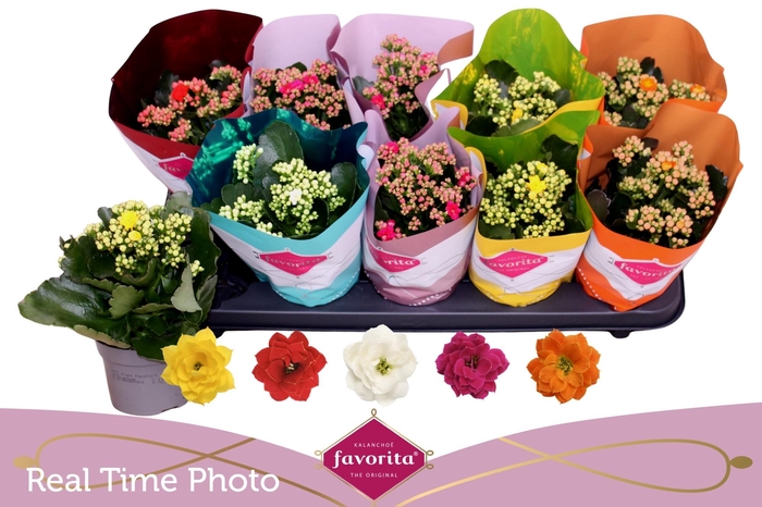 <h4>KAL GE PERF GEM 5 KL</h4>