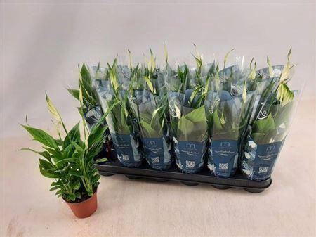 <h4>Spath Chopin 5+</h4>