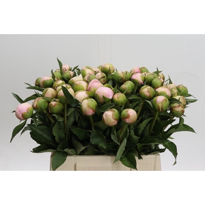 Paeonia Alertie