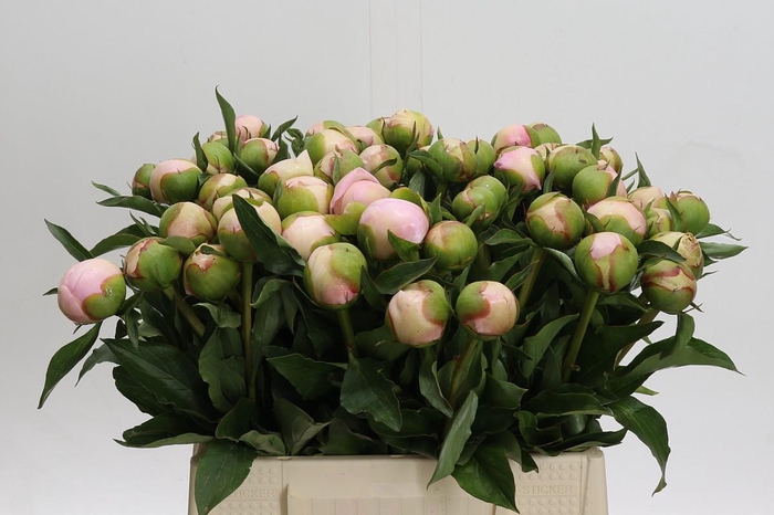 <h4>Paeonia Alertie</h4>
