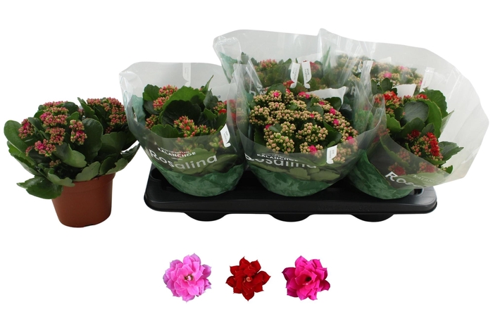 <h4>KAL GE RO GEM 3 KL</h4>