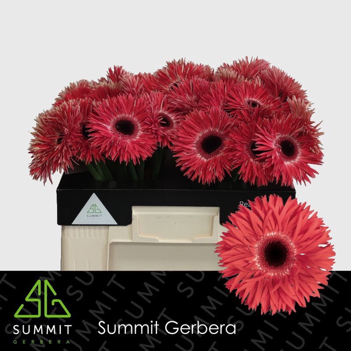 <h4>Gerbera Spider Katie Water</h4>