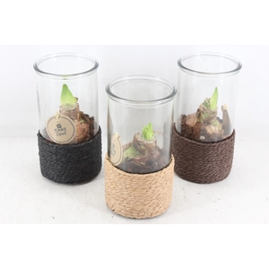 arr4 Amaryllis PL - Glas cilin. rope kl. x8