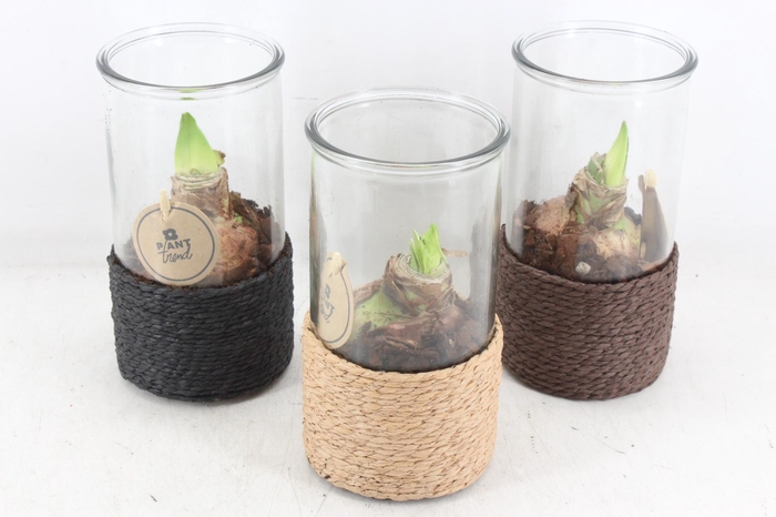 <h4>arr4 Amaryllis PL - Glas cilin. rope kl. x8</h4>