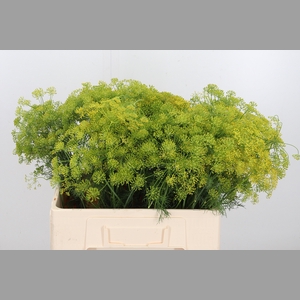 Anethum Graveolens