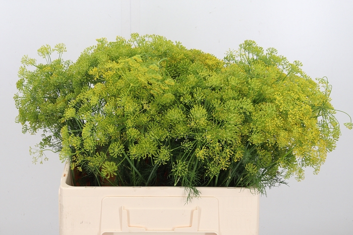 <h4>Anethum Graveolens</h4>