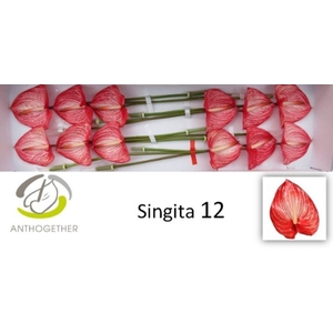 Anthurium andr. 'Singita'