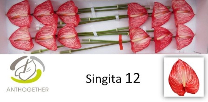 <h4>Anthurium andr. 'Singita'</h4>