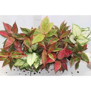 AGLAONEMA VARIADA P12
