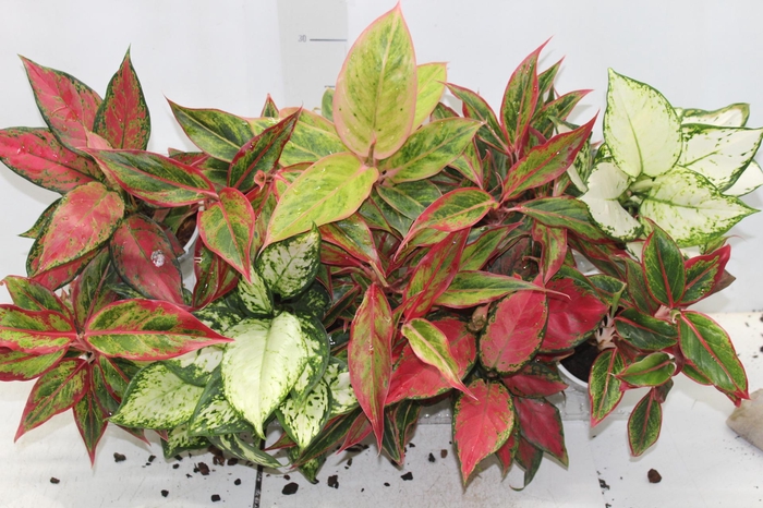 <h4>AGLAONEMA VARIADA P12</h4>