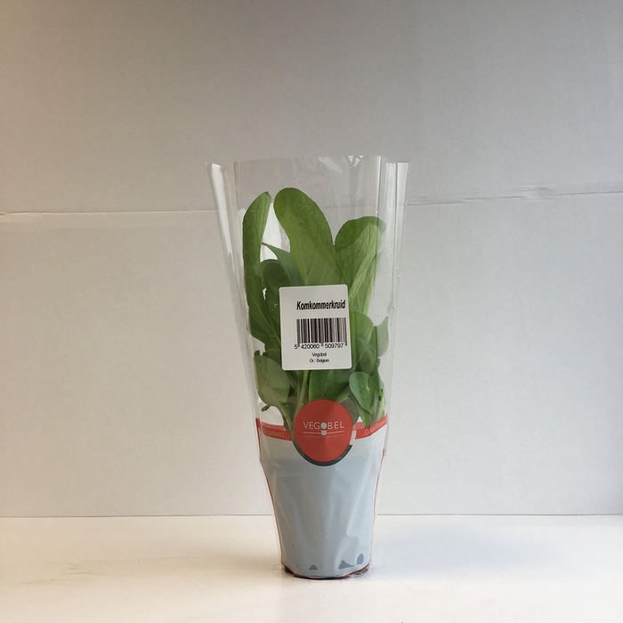 <h4>Komkommerkruid P9</h4>