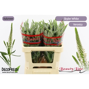 VERON L SKYLER WHITE