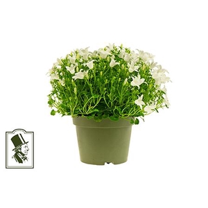 CAMPANU. PORTENSCHLAGIANA p10.5