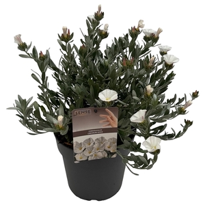 Convolvulus cneorum sense