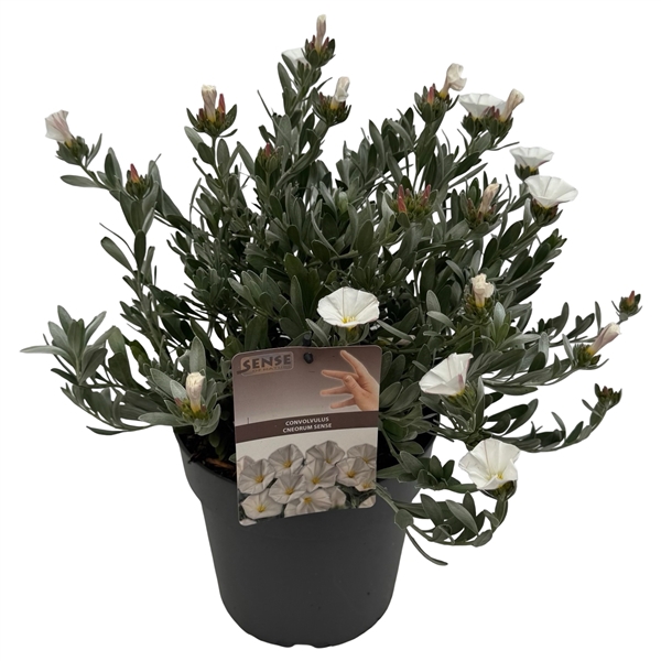 <h4>Convolvulus cneorum sense</h4>