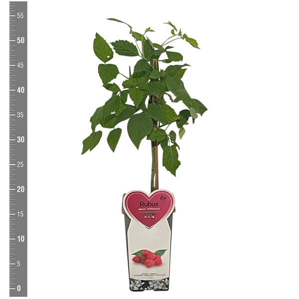 <h4>Kleinfruit Rubus i. Willamette zomer 2 liter (framboos)</h4>