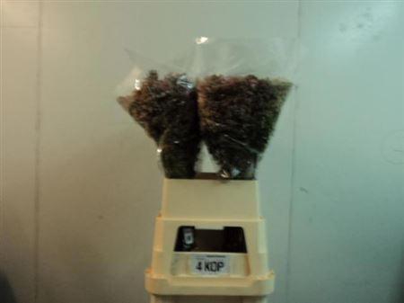 <h4>Syr Hy Maidens Blush</h4>