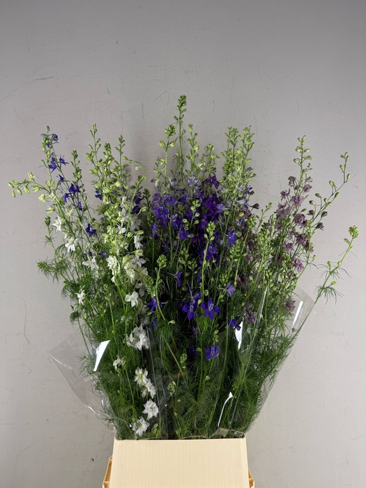 <h4>Delphinium Consolida Mix</h4>