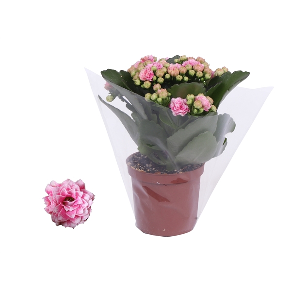 <h4>Kalanchoe Rosalina 07cm Don Alano wit/roze, Blanco hoes</h4>