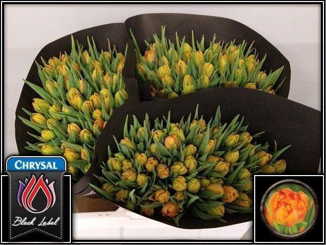 <h4>Tu Du Monte Orange</h4>