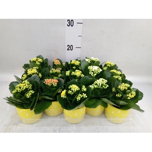 Kalanchoe blos. 'RosDon Collection'