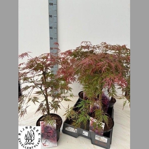ACER PA GARNET