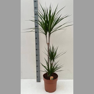 DRA MARGINATA