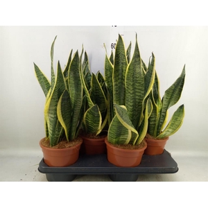 Sansevieria trifa. 'Futura Superba'