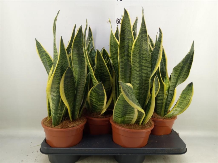 <h4>Sansevieria trifa. 'Futura Superba'</h4>