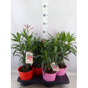 Nerium oleander   ...