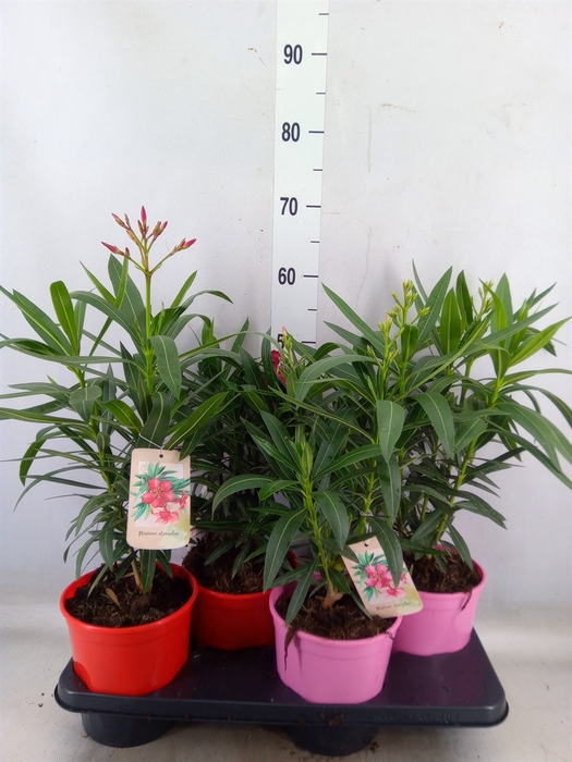 <h4>Nerium oleander   ...</h4>