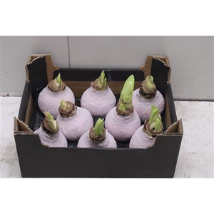 Amaryllus Bol Ivoor Glitter