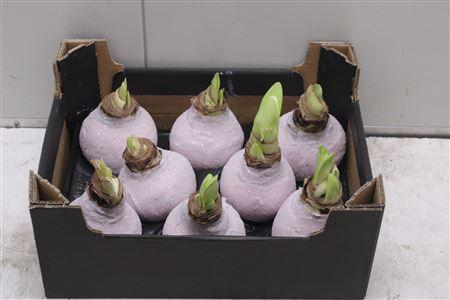 <h4>Amaryllus Bol Ivoor Glitter</h4>