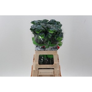 Di St Tinted PolarLight