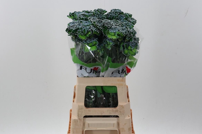 <h4>Di St Tinted PolarLight</h4>