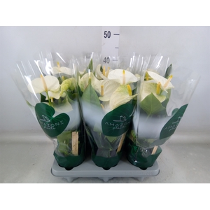 Anthurium andr. 'Samora'