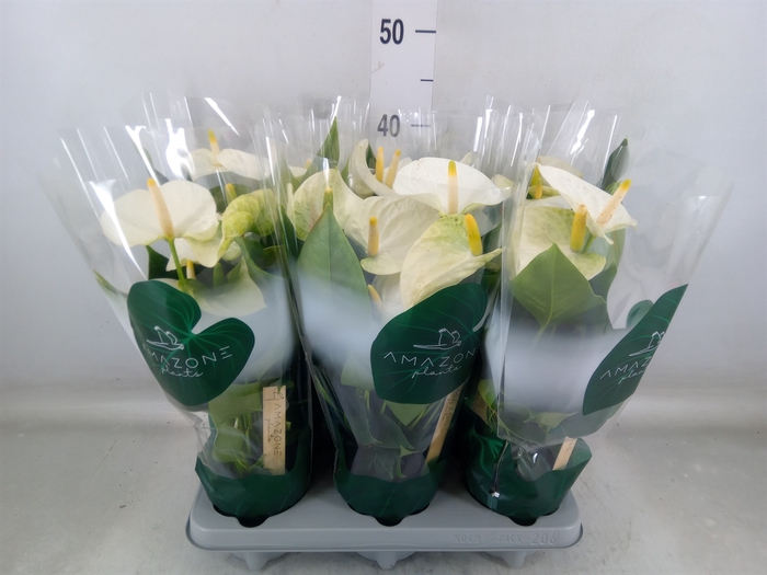 <h4>Anthurium andr. 'Samora'</h4>