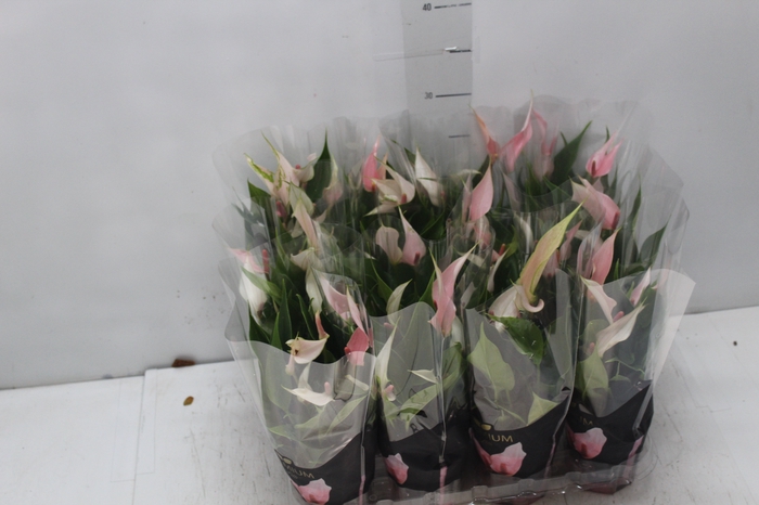 <h4>ANTHURIUM LILLI P09 PREMIUM</h4>