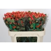 Hypericum Magical Royal Princess