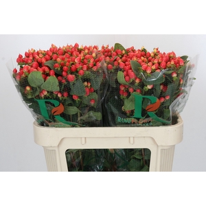 Hypericum Magical Royal Princess