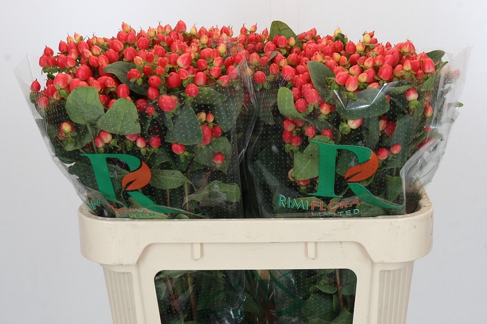 Hypericum Magical Royal Princess