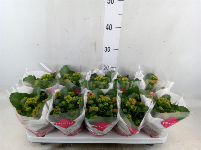 <h4>Kalanchoe blos. 'Lipstick'</h4>