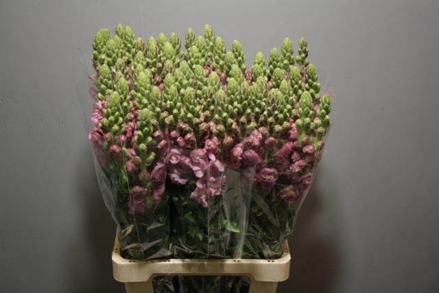 <h4>ANTIR POTO LAVEND</h4>