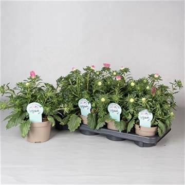 <h4>CALLIS STAR LIGHT PINK</h4>