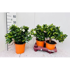 Citrus Calamondin bush/stem top