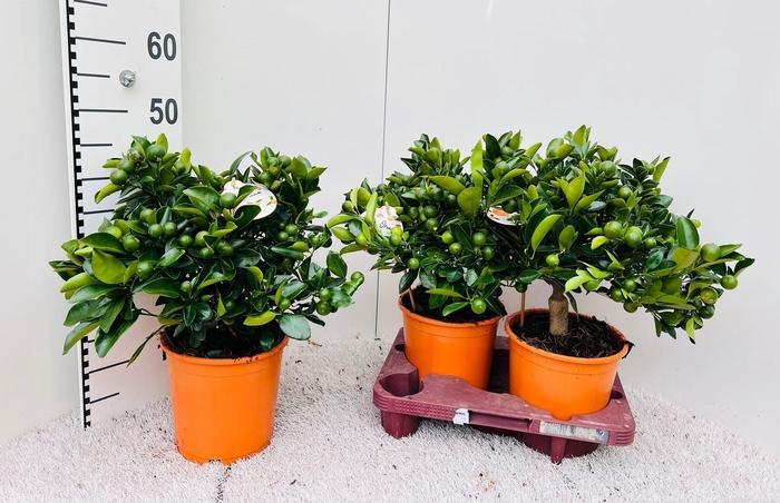 <h4>Citrus Calamondin bush/stem top</h4>
