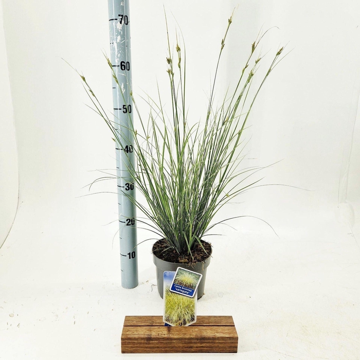 <h4>Carex brunnea Variegata</h4>