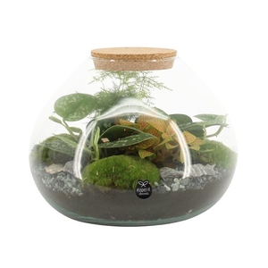 Terrarium Type 90515