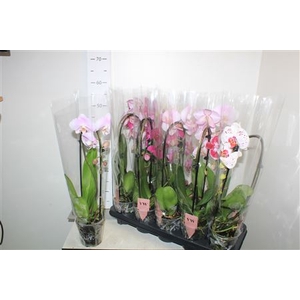 Phal Gem Cascade 1 Branche 6+